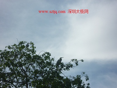 陈氏太极拳传人美国行(四)