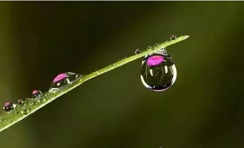 懂得了悬露垂叶,就掌握了太极拳核心要领