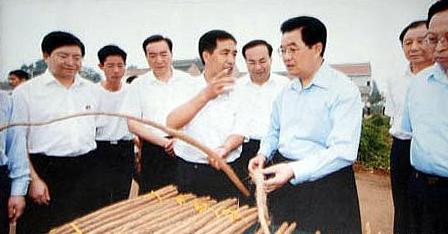 2015年新鲜【铁棍山药】开始订购了,温县特产--怀山药