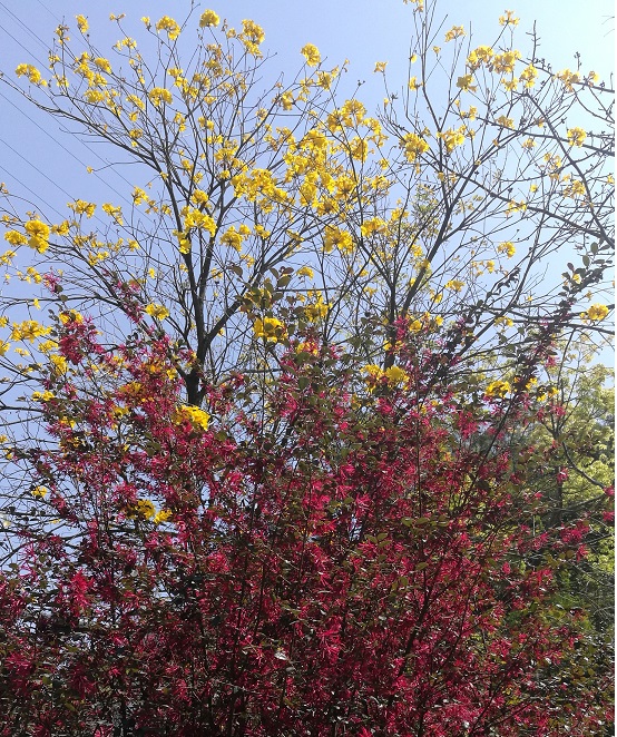 太极拳+春游2018圆满结束